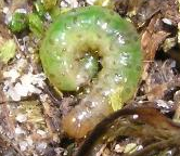 sod webworm