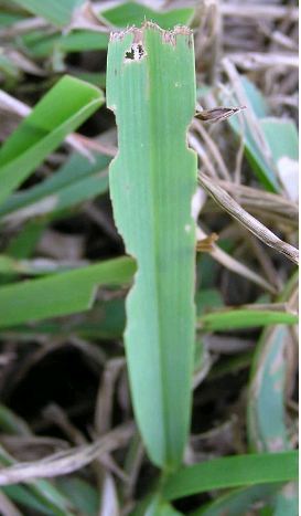 Bug destroyed leaf