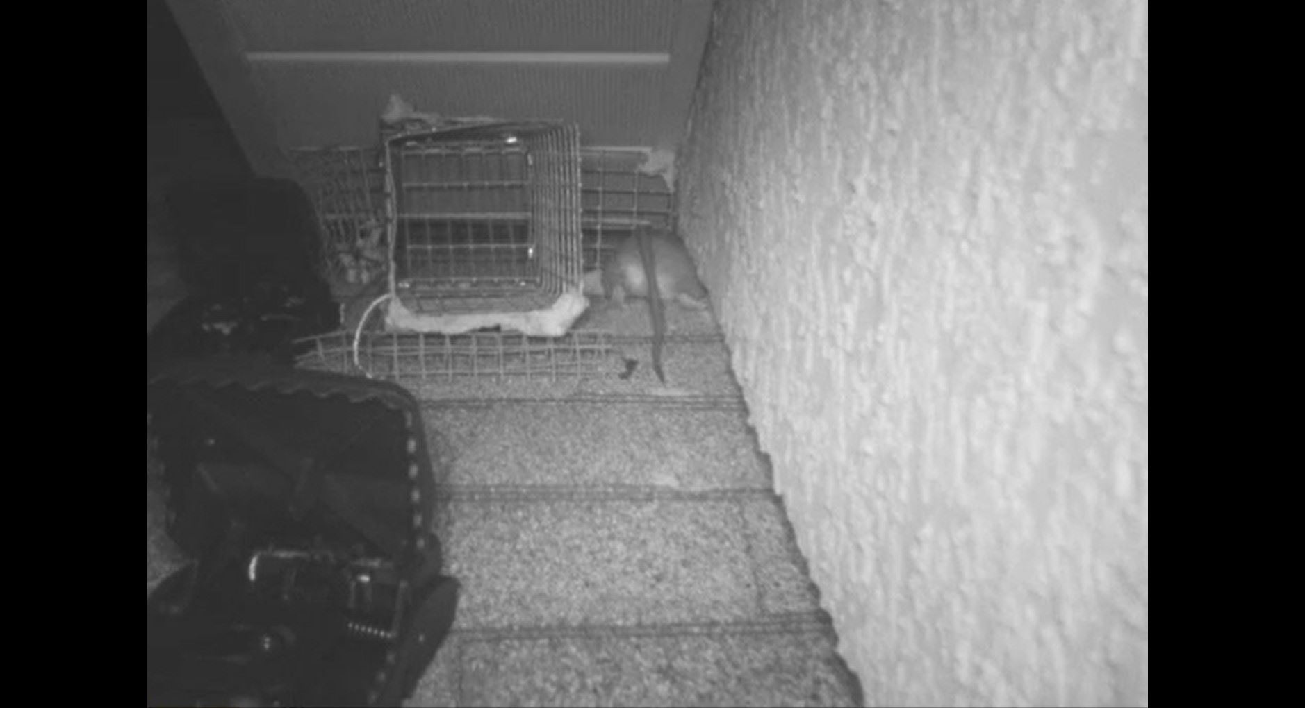 Rat Squeezing Through Small Opening on Roof Orland Pest Control